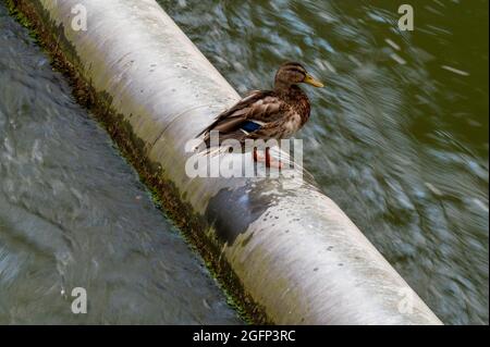 München, Deutschland. August 2021. Eine Ente sitzt auf einer Pfeife in der Isar. Kredit: Peter Kneffel/dpa/Alamy Live Nachrichten Stockfoto