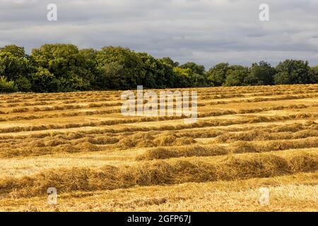 Reihen von trockenen Strohschwaden auf einem Feld, das für die Ballenpresse bereit ist. Hertfordshire, Großbritannien Stockfoto