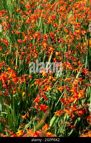 Montbretia Pflanze, Crocosmia x crocosmiiflora, wächst in einem Garten. Stockfoto