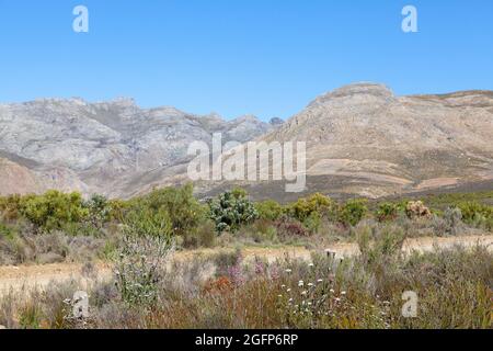 Mountain Fynbos in den Riviersonderend Mountains bei McGregor, Westkap, Südafrika mit dem Pass bis zum Beginn des Boesmanskloof Stockfoto