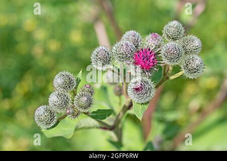 Blühende Klette, arctium, in Nahaufnahme Stockfoto