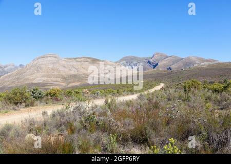 Mountain Fynbos in den Riviersonderend Mountains bei McGregor, Westkap, Südafrika mit dem Pass bis zum Beginn des Boesmanskloof Stockfoto