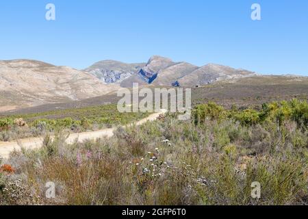 Mountain Fynbos in den Riviersonderend Mountains bei McGregor, Westkap, Südafrika mit dem Pass bis zum Beginn des Boesmanskloof Stockfoto