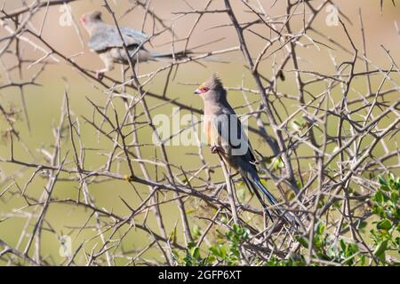 Rotgesichtige Mausvögel ( Urocolius indicus) Westkap, Südafrika Stockfoto