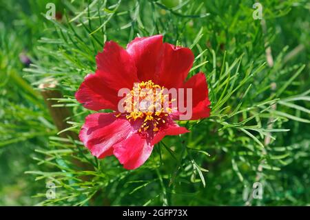 Farnblatt Pfingstrose, Paeonia tenuifolia, keleti bazsarózsa, Ungarn, Magyarország, Europa, Es ist in Ungarn hoch geschützt. Stockfoto