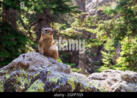 Pika, ein Kaninchen wie Nagetiere, wurde in den Rocky Mountains, Colorado, USA, gesichtet Stockfoto