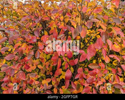 Hecke von Sträuchern im Herbst, Nahaufnahme, schöner Hintergrund von Herbstlaub. Stockfoto