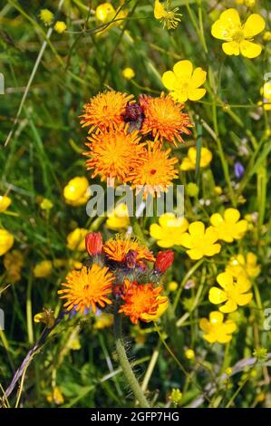 Goldener Falkenbart, Crepis aurea, narancssárga zörgőfű, Europa Stockfoto