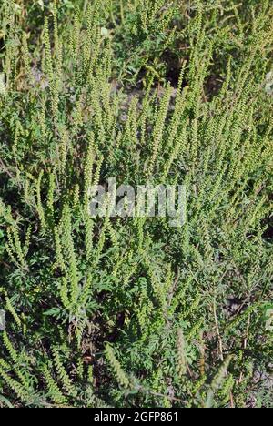 Gewöhnliches Ragweed, einjähriges Ragweed, niedriges Ragweed, Beifußblättrige Traubenkraut, parlagfű, Ambrosia artemisiifolia, Ungarn, Magyarország, Europa Stockfoto