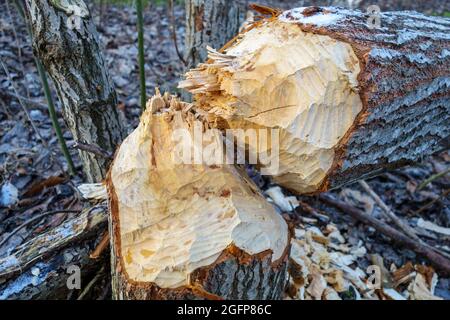 Die Biber nagten am Stamm des Baumes, der Baum fiel. Biberzähne Markierungen sind auf dem Holz sichtbar. Stockfoto