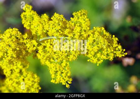 Gelbes Bettstroh, Frauenbettstroh, Echtes Labkraut, Galium verum, tejoltó galaj, Ungarn, Magyarország, Europa Stockfoto