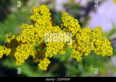 Gelbes Bettstroh, Frauenbettstroh, Echtes Labkraut, Galium verum, tejoltó galaj, Ungarn, Magyarország, Europa Stockfoto