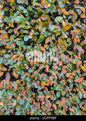 Herbst Sträucher Laub Hintergrund, schöne Herbst Laub Hintergrund. Stockfoto