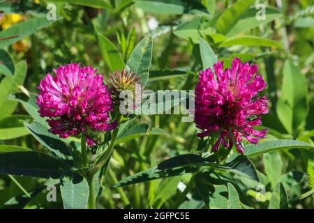 Roter Kleeblatt blüht wunderschön auf der Wiese, wird als Heilpflanze in der Medizin verwendet. Stockfoto