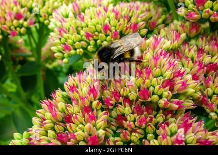 Eine Hummel auf einer Blume sammelt Pollen und Nektar. Schöne Landschaft, Wildtiere für Kalender, Magazin, Postkarten, Hintergrund und Design. Stockfoto