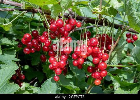 Rote Johannisbeeren hängen an einem Busch im Garten. Stockfoto