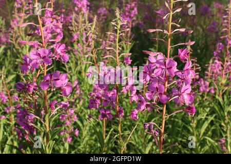 Fireweed, ein anderer Name für Ivan Chai, der als Kräutertee verwendet wird, hat medizinische Eigenschaften. Stockfoto