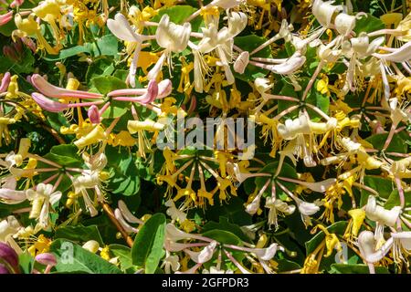 Die lockige Geißelblüte blüht mit schönen gelben, rosa und weißen Blüten. Zierstrauch. Stockfoto