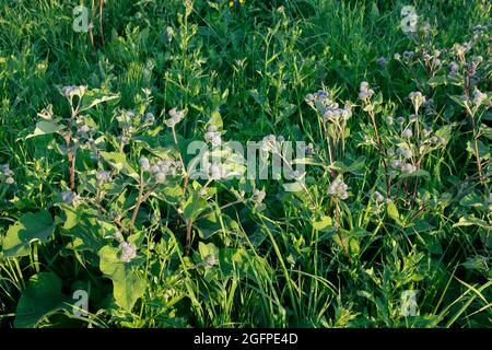 Klette Arctium wächst auf der Wiese, wird in der Medizin zur Behandlung von Krankheiten eingesetzt. Stockfoto