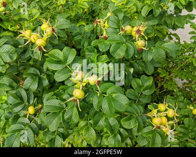 Hagebuttenbusch mit schönen grünen Blättern und unreifen Beeren. Stockfoto