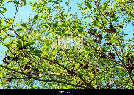 Erlenzweig mit Zapfen und grünen Blättern, Nahaufnahme im Frühjahr. Stockfoto