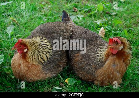 Zwei Hühner sitzen auf dem grünen Gras. Nahaufnahme, horizontaler Rahmen. Stockfoto