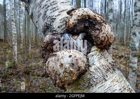 Suvel-Krankheit auf einer Birke, Nahaufnahme. Stockfoto