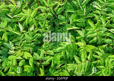 Pflanze Filipendula ulmaria, Heilpflanze in der Medizin verwendet. Stockfoto