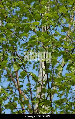 Junge grüne Blätter und Birkenzweige Frühlingslandschaft. Stockfoto