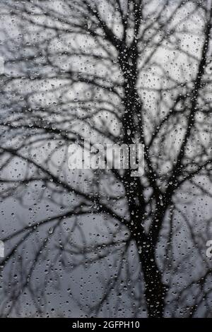 Ein regnerischer Tag, Regentropfen auf Glas und eine verschwommene Silhouette eines Baumes. Stockfoto