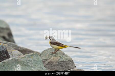 Grauer Wagtail sammelt Futter für Küken Stockfoto