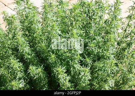 Grüner Wermut wächst im Garten, einer Heilpflanze, die in der Medizin verwendet wird. Stockfoto