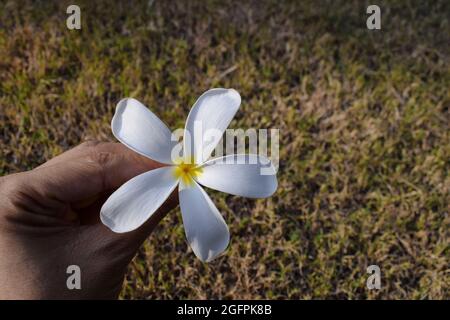Schöne Plumeria Blumen auch als Champa oder Frangipani bekannt. Bund blühender weißer Blumen mit Knospen Stamm, der auf Grasboden im Rasengarten von liegt Stockfoto