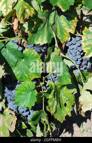 Weinrebe, bortermő szőlő, Vitis vinifera, Ungarn, Magyarország, Europa Stockfoto