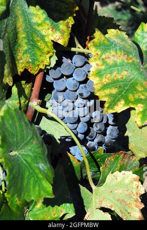 Weinrebe, bortermő szőlő, Vitis vinifera, Ungarn, Magyarország, Europa Stockfoto