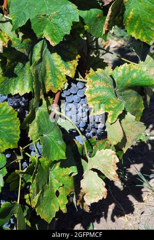 Weinrebe, bortermő szőlő, Vitis vinifera, Ungarn, Magyarország, Europa Stockfoto