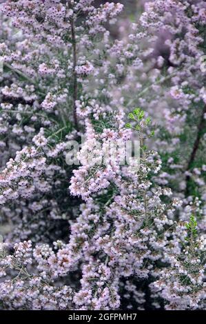 Kanalisierte Heide oder haarige graue Heide, Erica canaliculata, csatornás hanga Stockfoto