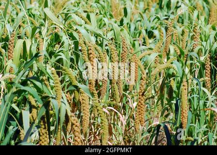 Rothirse, Zwerghirse, Italienische Hirse, Kolbenhirse, Setaria italica, Olasz muhar, Ungarn, Magyarország, Europa Stockfoto