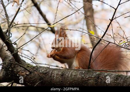 Hungrige Eichhörnchen Stockfoto