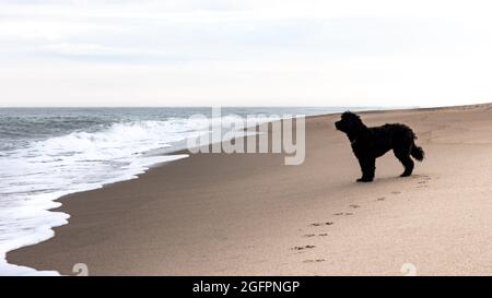 Schwarzer Labradoodle-Hund am einsamen Strand in Jütland, Dänemark, der in die Brandung schaut Stockfoto