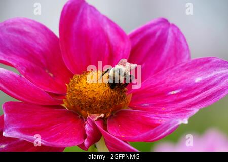 Rose Mignon Shades eine Dahlia-Blume mit ihren leuchtend rosa Fuchsia-Blütenblättern zieht eine Bumble Bee an, die im Gelben Zentrum gelandet ist, um sie zu bestäuben Stockfoto