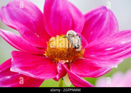 Rose Mignon Shades eine Dahlia-Blume mit ihren leuchtend rosa Fuchsia-Blütenblättern zieht eine Bumble Bee an, die im Gelben Zentrum gelandet ist, um sie zu bestäuben