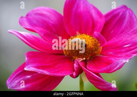 Rose Mignon Shades Single Dahlia Flower mit seinen leuchtend rosa Fuchsia Blütenblättern zieht eine Honigbiene an, die im Gelben Zentrum gelandet ist, um sie zu bestäuben Stockfoto