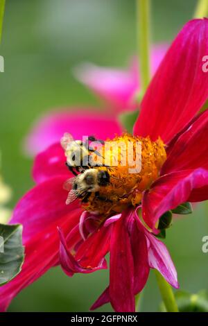 Rose Mignon Shades eine Dahlia-Blume mit ihren leuchtend rosa Fuchsia-Blütenblättern zieht eine Bumble Bee an, die im Gelben Zentrum gelandet ist, um sie zu bestäuben Stockfoto