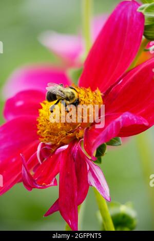 Rose Mignon Shades eine Dahlia-Blume mit ihren leuchtend rosa Fuchsia-Blütenblättern zieht eine Bumble Bee an, die im Gelben Zentrum gelandet ist, um sie zu bestäuben Stockfoto