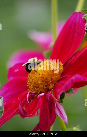 Rose Mignon Shades eine Dahlia-Blume mit ihren leuchtend rosa Fuchsia-Blütenblättern zieht eine Bumble Bee an, die im Gelben Zentrum gelandet ist, um sie zu bestäuben Stockfoto