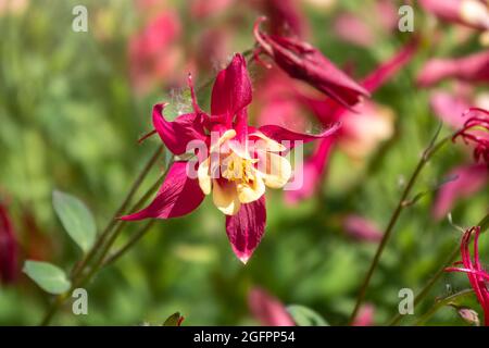 Wunderschöne einheimische Wildblume aus dem Westen Kanadas. Aquilegia formosa, karmesinrote, westliche oder rote Kolumbine. Nahaufnahme leuchtendes Rot und Ye Stockfoto