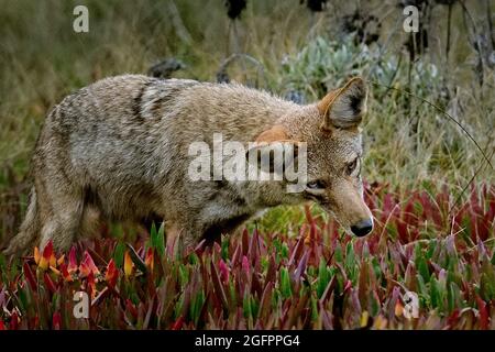 Pacific Grove, Kalifornien, USA. August 2021. Bush Wolf wird auch als Kojotenjagd bezeichnet. (Bild: © Rory Merry/ZUMA Press Wire) Stockfoto