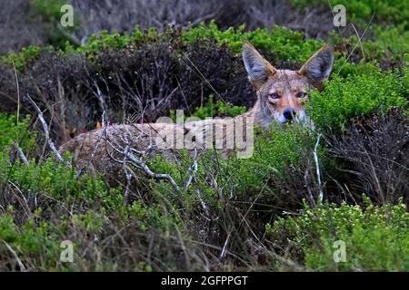 Pacific Grove, Kalifornien, USA. August 2021. Bush Wolf wird auch als Kojotenjagd bezeichnet. (Bild: © Rory Merry/ZUMA Press Wire) Stockfoto