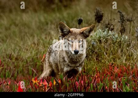 Pacific Grove, Kalifornien, USA. August 2021. Bush Wolf nannte auch die Kojotenjagd (Foto: © Rory Merry/ZUMA Press Wire) Stockfoto